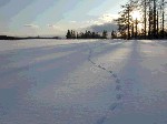 見渡す限りの何にも無い雪原の夕暮れ、真っ白な雪の上には狐の足跡が点々と、遥か遠くに向かって続いている写真