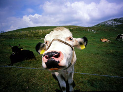 四国カルストにて路肩に停めたバイクにぬーっと鼻を寄せる大きな牛の写真