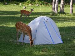 キャンプサイトに張られたのテントのすぐそばで草を食むエゾシカの写真