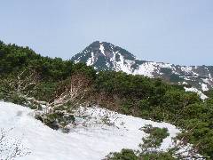 雪から顔を出したハイ松の影から遠くに望む羅臼岳の写真
