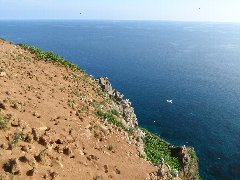 水平線まで広がる青い海に浮かぶウトウの巣穴だらけの斜面の写真
