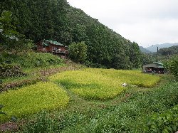 山間に細く開墾されたかっぱの玄さんの田んぼの写真