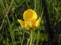 国岱（しゅんくにたい）に咲く黄色い花の写真