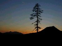 遠く山々の中に沈む夕日に照らされて浮き上がる一本の針葉樹の写真