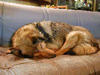 シェパードのような大型犬がソファーで小さく丸まって寝んねしている写真