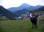 羅臼町内から望む羅臼岳と近所の蝦夷鹿の写真