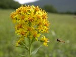コガネキクと蜜を吸いにやってきた蜂の写真