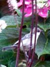 巣箱の近くに飛んできたシジュウカラの幼鳥の写真