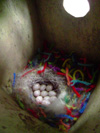 卵が10個確認できるニジの巣箱の写真