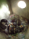 雛に給餌しているシジュウカラの親鳥の写真