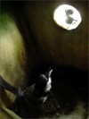 巣箱の中と外で会話をしているシジュウカラの父鳥と母鳥の写真