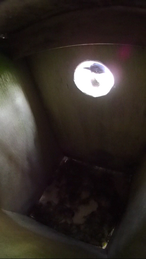 巣穴から巣箱を喉いているシジュウカラの写真
