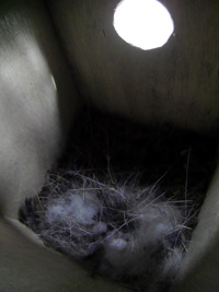 卵の上に巣材が少し掛けられている写真