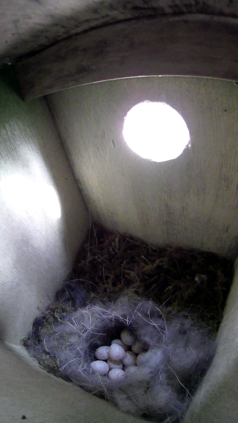 卵が11個入っているシジュウカラの巣の写真
