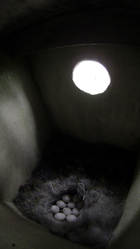 卵が11個入っているシジュウカラの巣の写真