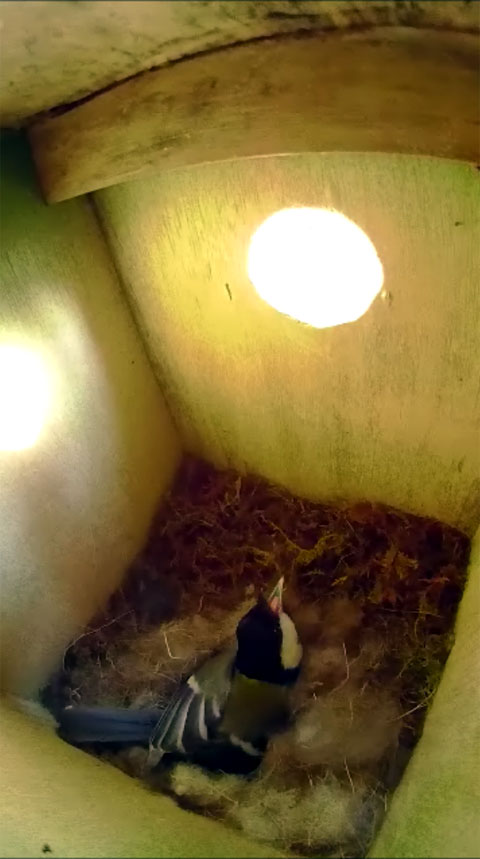 巣箱の外のスズメを威嚇する抱卵中の母鳥の写真