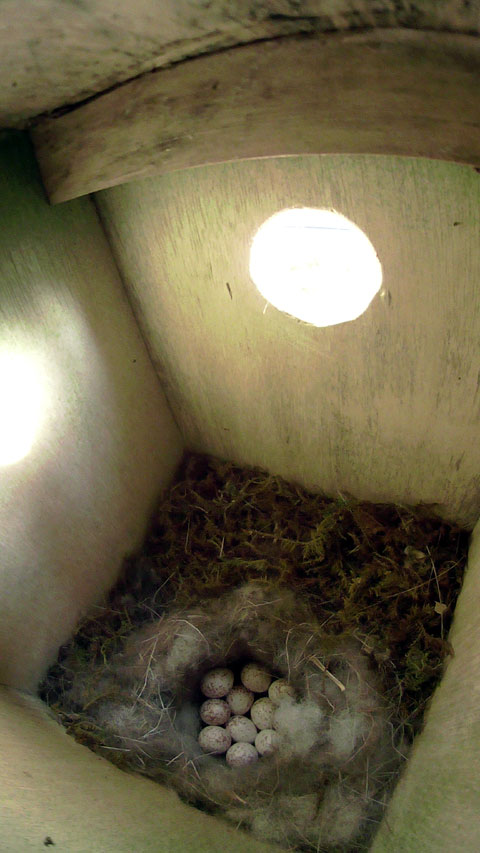 巣の中に11個並んだ卵の写真