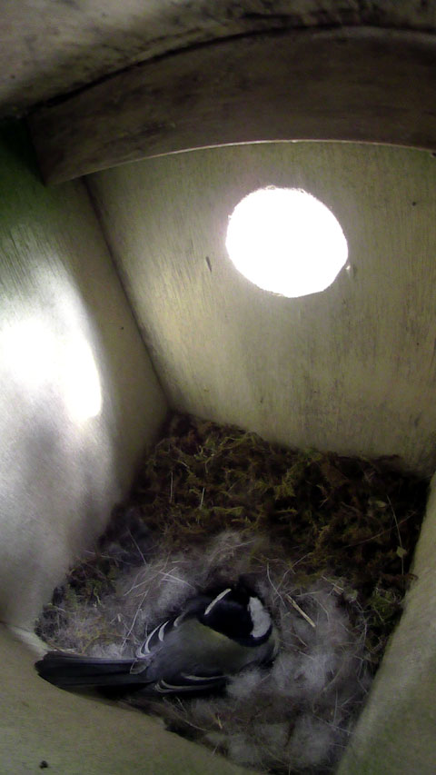入り口の方を向いて目をつぶって転寝しながら卵を温めている母鳥の写真
