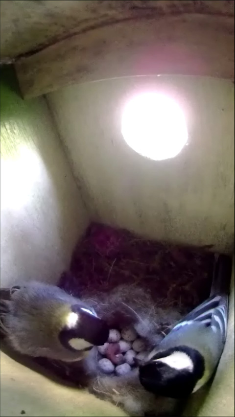 生まれたばかりの雛に餌を与える母鳥と父鳥の写真