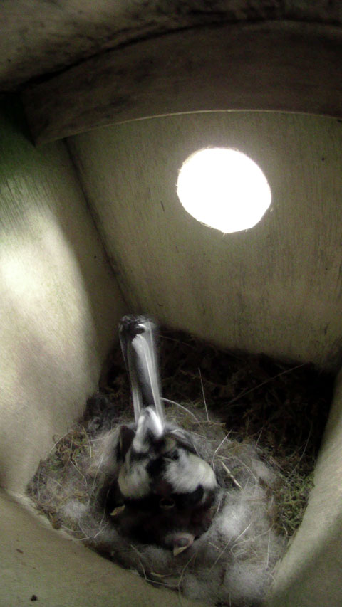 巣に突き刺さるように逆立ちして巣の中を突っ突いて広げている母鳥のお尻の写真