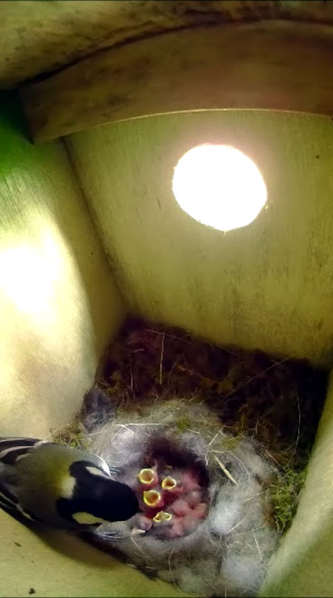 雛に餌を与える親鳥の写真