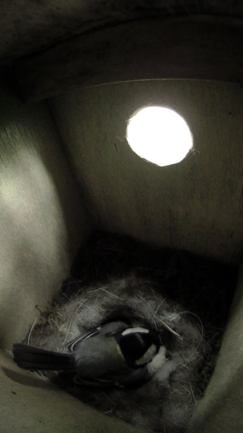 巣の真ん中で雛達を温めている母鳥の写真
