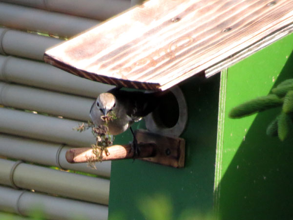 新しい巣箱に巣材を運びこむコムクドリの写真