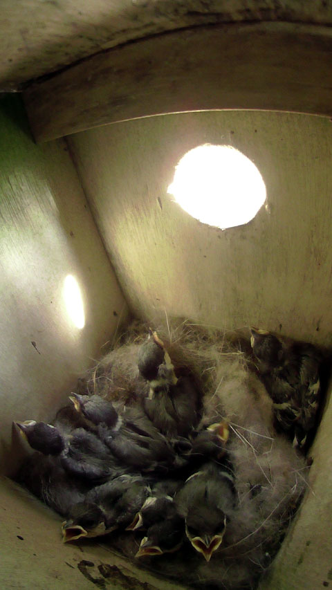 暑くなって巣の中から四方に這い出して巣箱の中一杯に広がっているいる雛達の写真