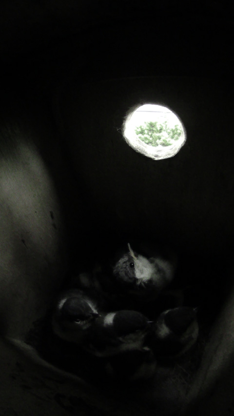 巣箱の入り口を見上げる雛鳥の写真
