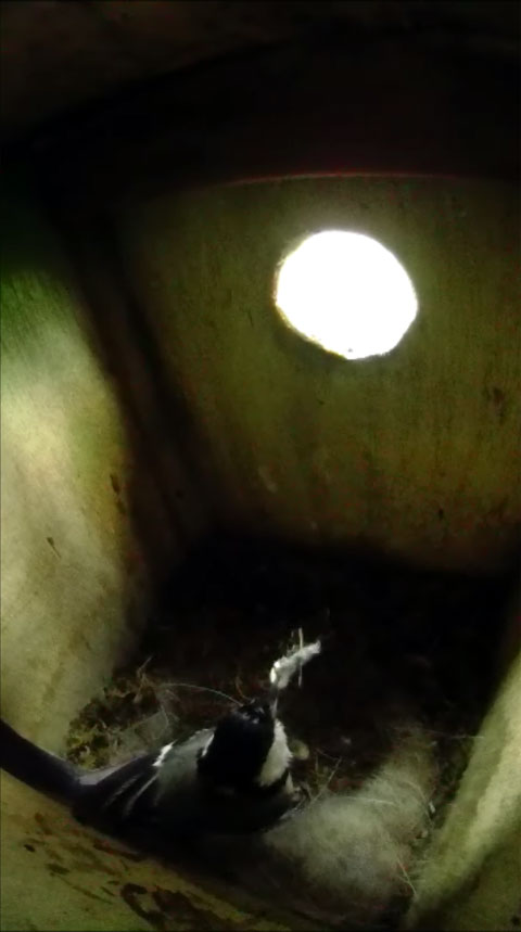巣箱に戻り雛の残していったフンを片付けるシジュウカラの親鳥の写真