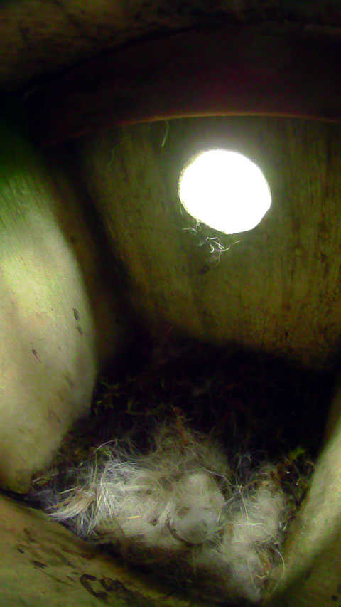 巣材で覆われて中が見えない状態の親鳥留守中のシジュウカラの巣の写真