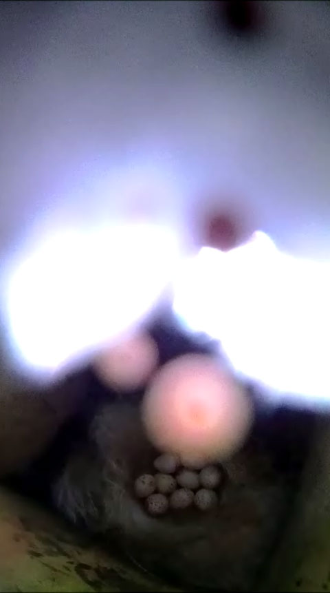 レンズクリーナーで巣箱カメラレンズを清掃している写真。画面中央下の赤い斑点がレンズ内部のカビ