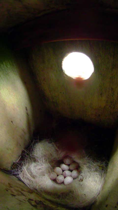 卵九個が確認できる母鳥留守中のシジュウカラの巣の写真