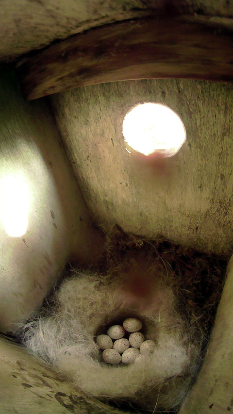 卵が九個確認できる母鳥留守中のシジュウカラの巣の写真