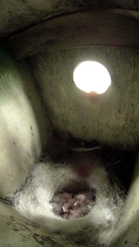 雛が九羽確認できる母鳥留守中のシジュウカラの巣の写真