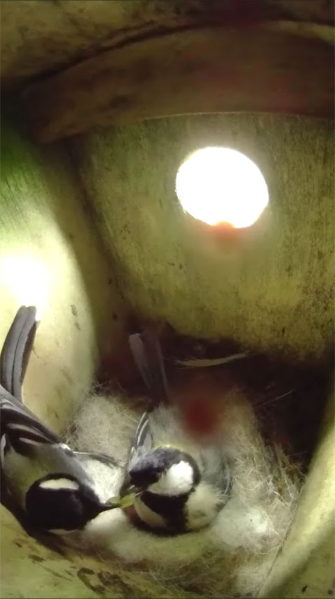 巣の上で雛を温めている母鳥に餌を渡している父鳥の写真