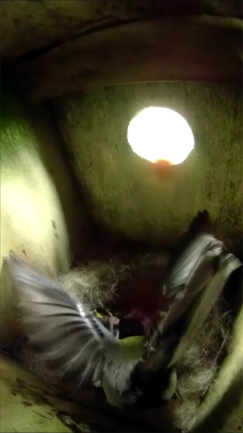 狭い巣箱の中で羽根を広げてバランスを取りながら雛のフンを受け取る母鳥の写真