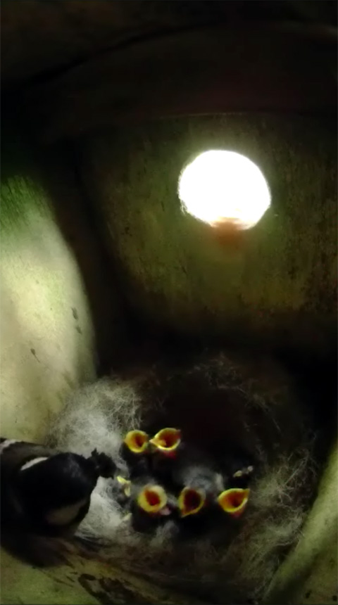眠っていた雛達が巣箱に戻った母鳥の呼びかけに反応して一斉に口を開けている写真