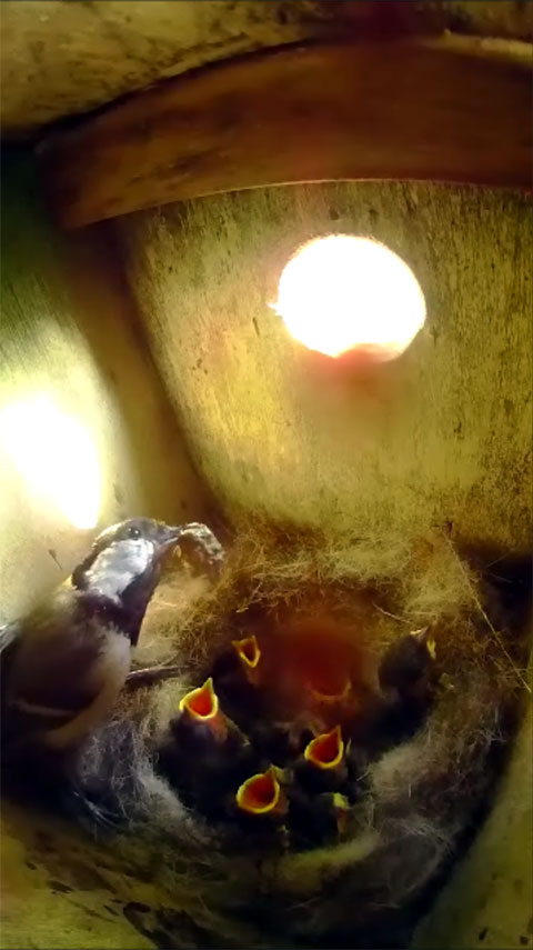 雛への給餌中に巣箱の中から外の様子を伺っているシジュウカラの父鳥の写真