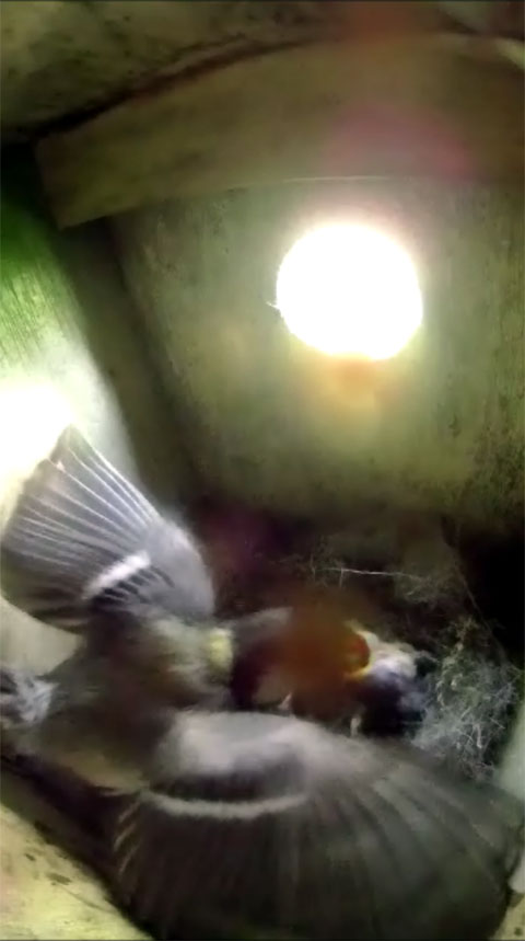 巣の中で遠くの雛に餌をあげようとしてバランス崩して羽ばたいて体制を立て直したシジュウカラの親鳥の写真