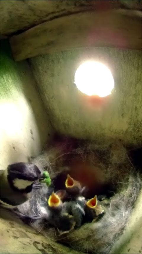 巣箱の中で緑色の芋虫を雛に食べさせているシジュウカラの親子の写真