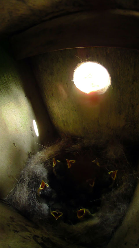 巣の中心から放射線状に間隔をあけて広がり口を開けて呼吸をして放熱する雛達の写真