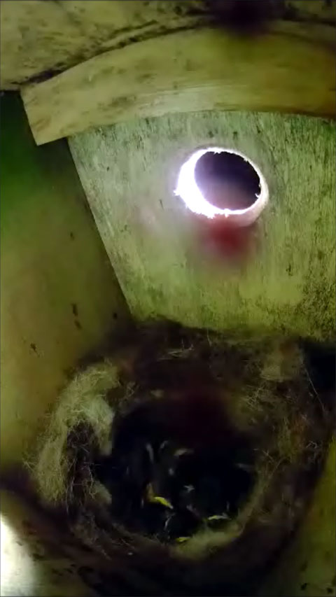 夜間21時31分カメラメンテナンス作業前に、母鳥の不在を確認する為に、LEDライトを照らして巣箱内部を撮影した写真