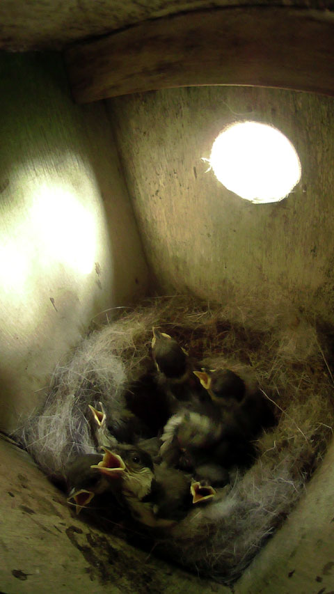 巣箱が暑くなり口を開けて呼吸している雛の写真