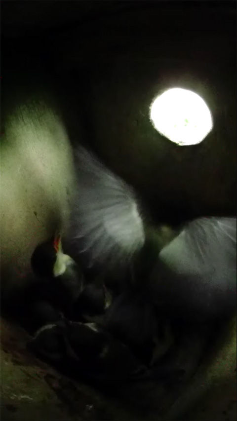 巣穴に向かって羽ばたき連取をしているシジュウカラの雛の写真
