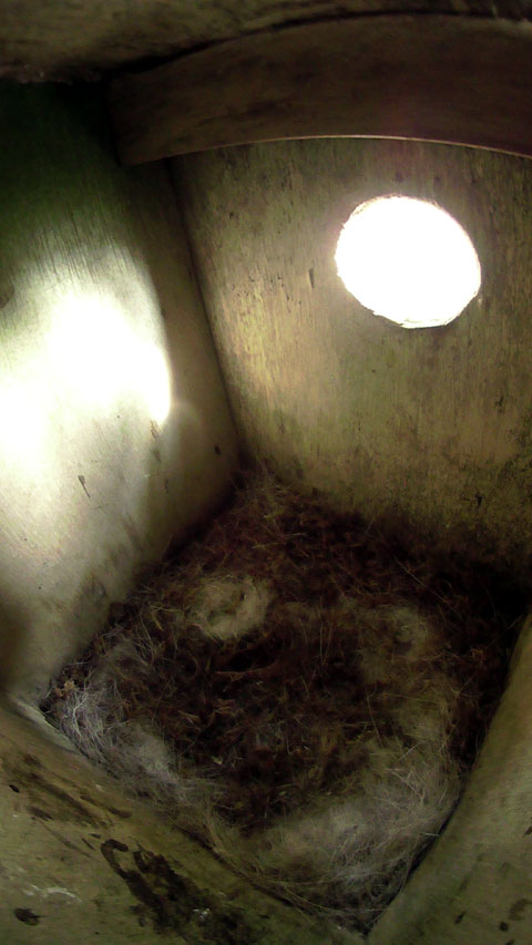 巣穴から朝日が差し込む巣立ち後のシジュウカラの巣箱内部の写真