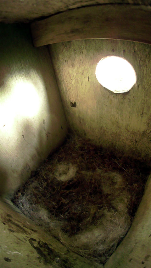 朝日が差し込む光の中に大きなハエ一匹が鎮座している巣立ち後のシジュウカラの巣箱の写真