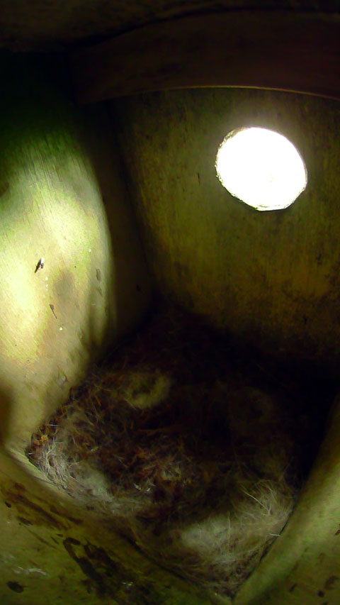 ハエが一匹寛いでいる巣立ち後のシジュウカラの巣箱の写真