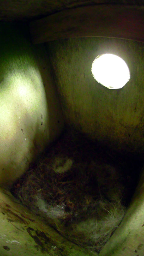 カメラ機能の夜間モードで撮影された明るく見える巣箱内部の写真