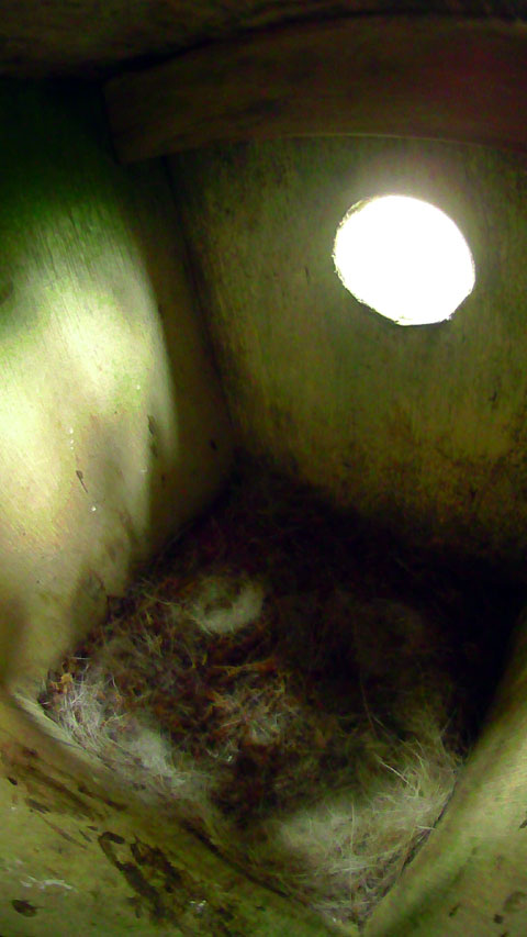 昨日と特に変化の無い巣立ち後のシジュウカラの巣箱内部の写真